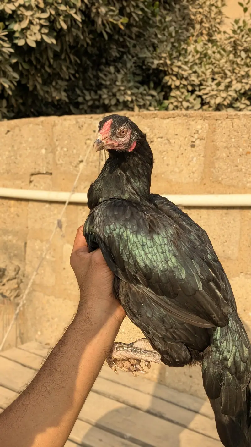 lasani aseel — photo 8