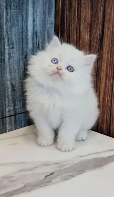 Low Price Kittens/White Persian Kitten/Cats/Male/Female