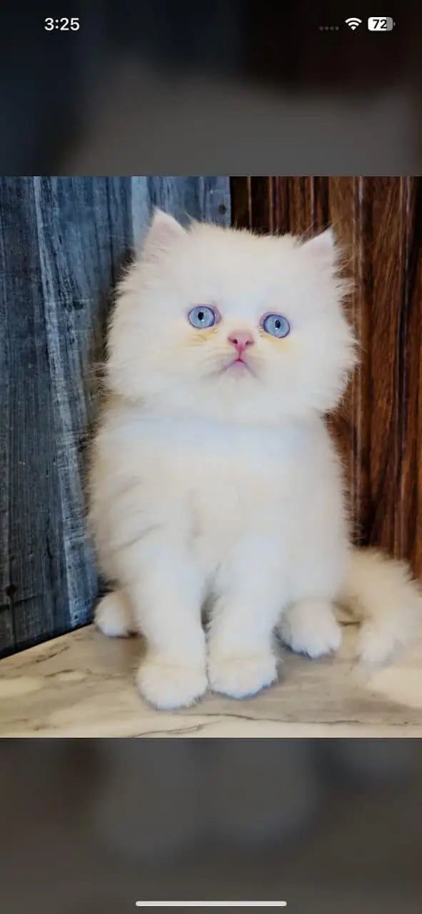 Low Price Kittens/White Persian Kitten/Cats/Male/Female — photo 2