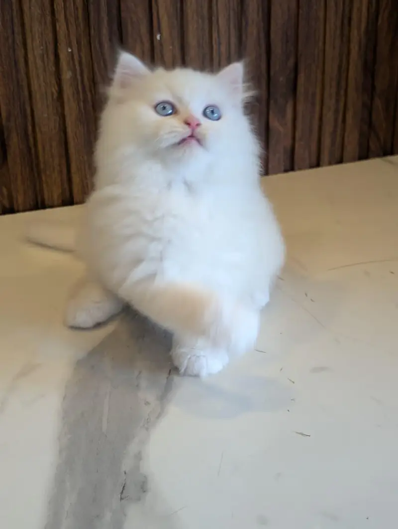 Low Price Kittens/White Persian Kitten/Cats/Male/Female — photo 3