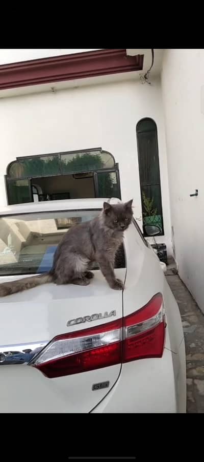 Persian cat neat and clean