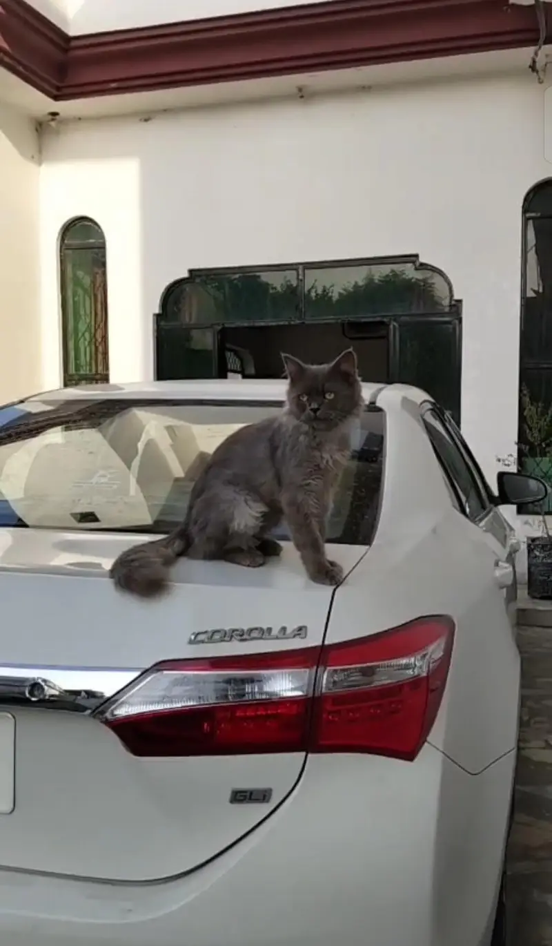 Persian cat neat and clean — photo 2