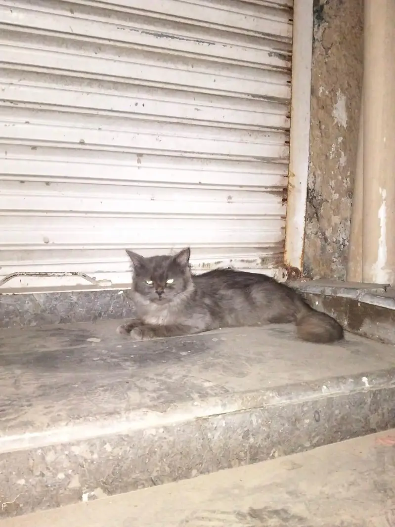 Persian cat neat and clean — photo 4