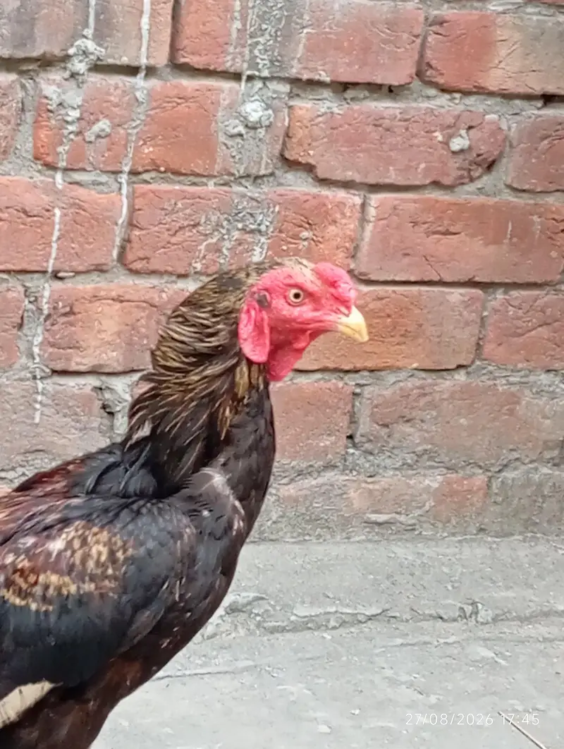 Pure Mianwali Aseel — photo 3