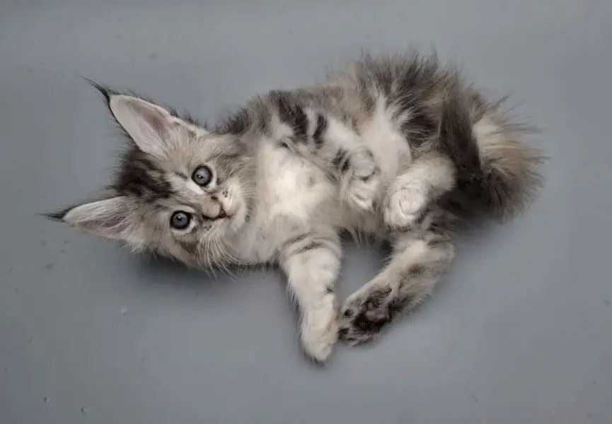 Maine Coon Kittens Available Now — photo 2
