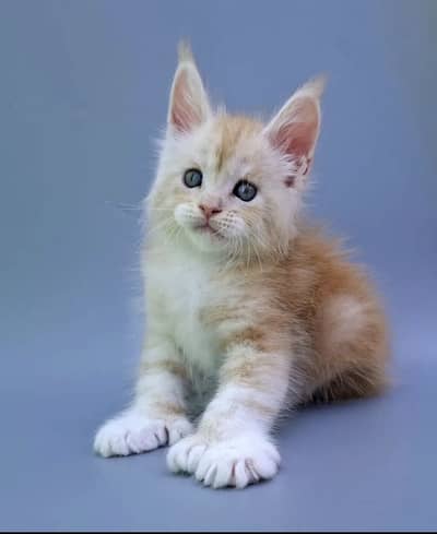 Maine Coon Kittens Available Now