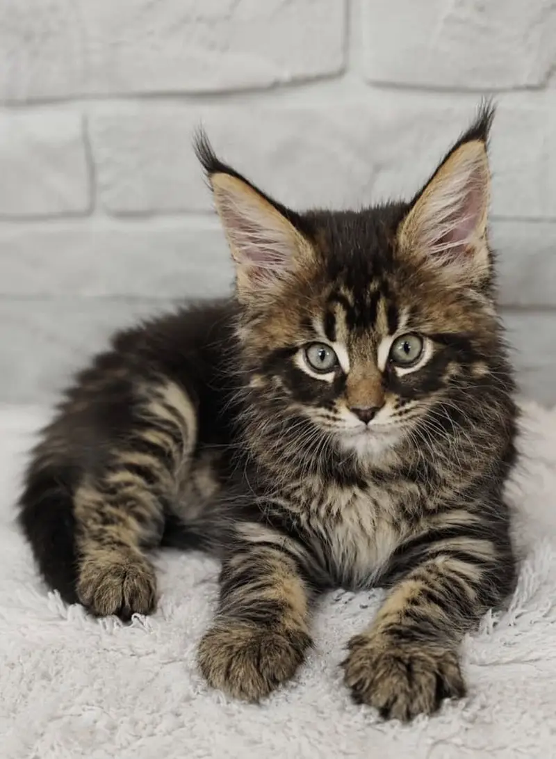 Maine Coon Kittens Available Now — photo 3