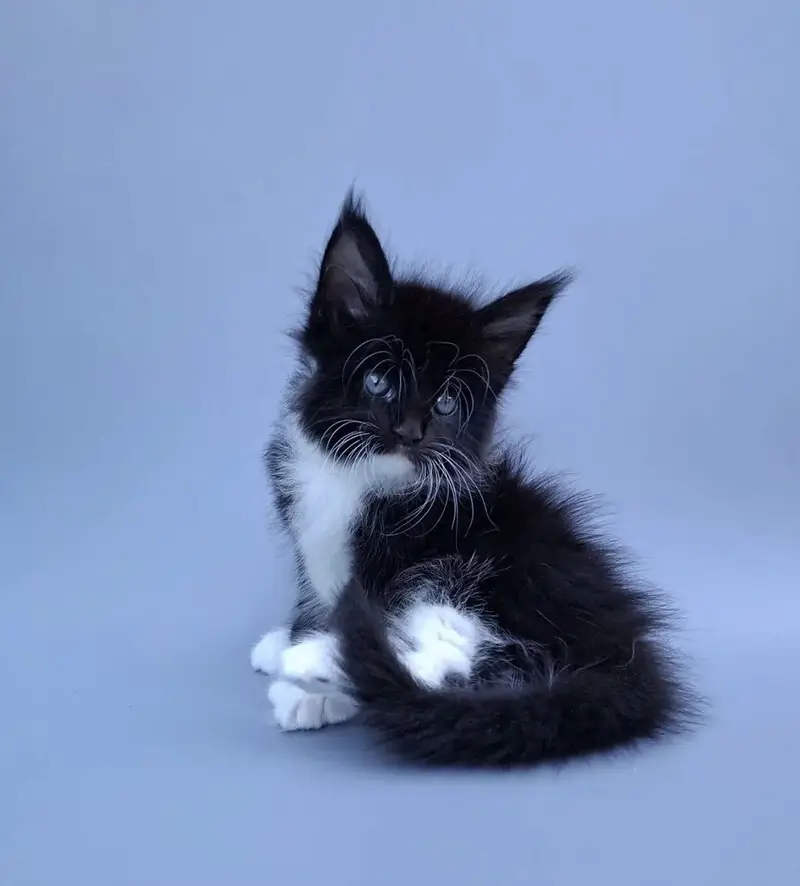 Maine Coon Kittens Available Now — photo 4