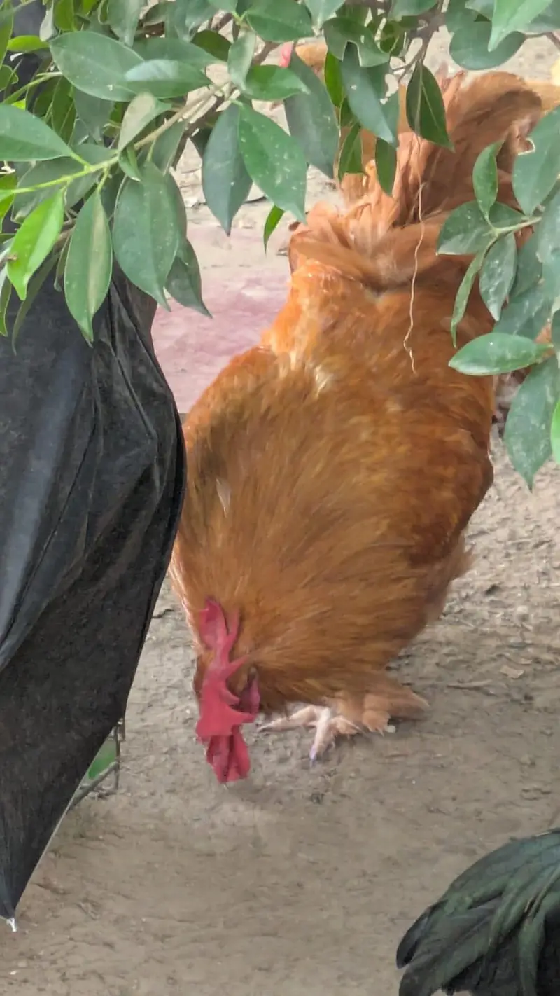 Healthy and beautiful golden buff carrying the legendary elegance i — photo 3