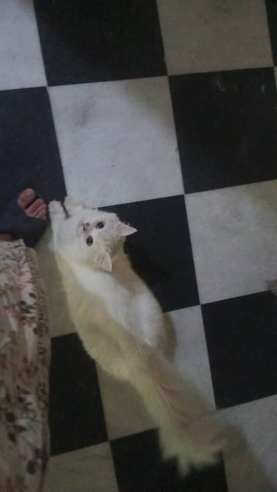 Milo (tutu)