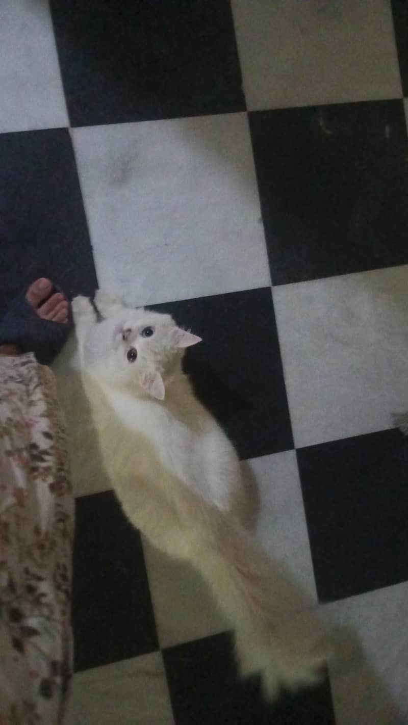 Milo (tutu) 0