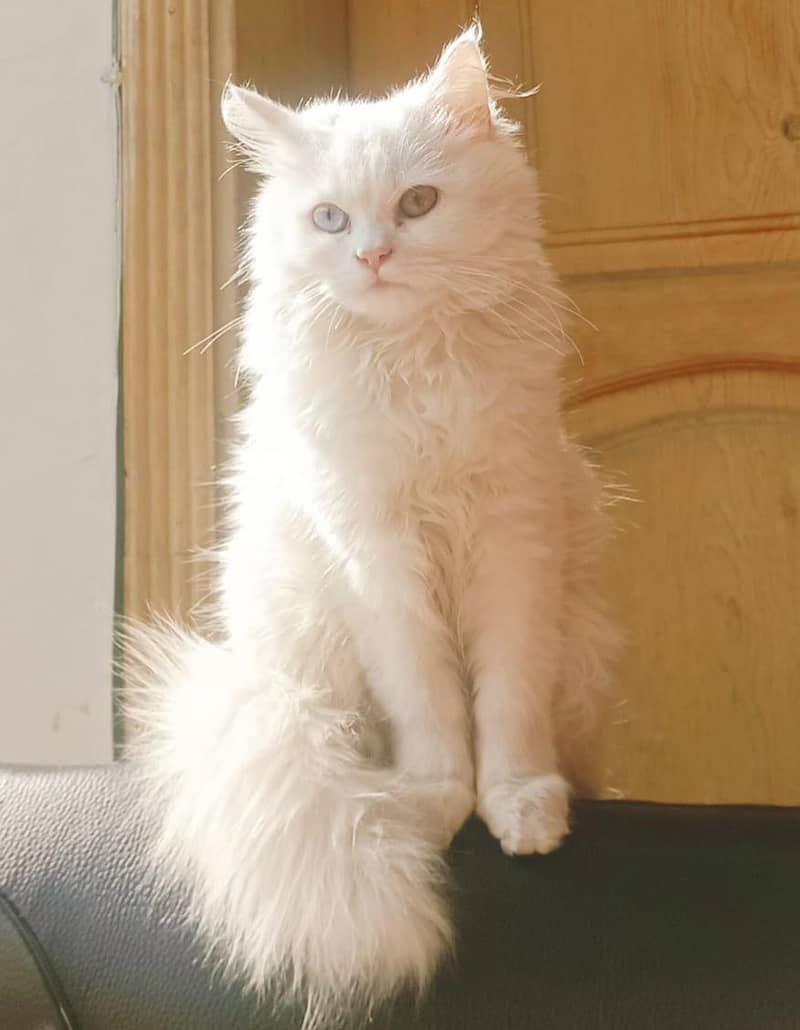 Milo (tutu) 1