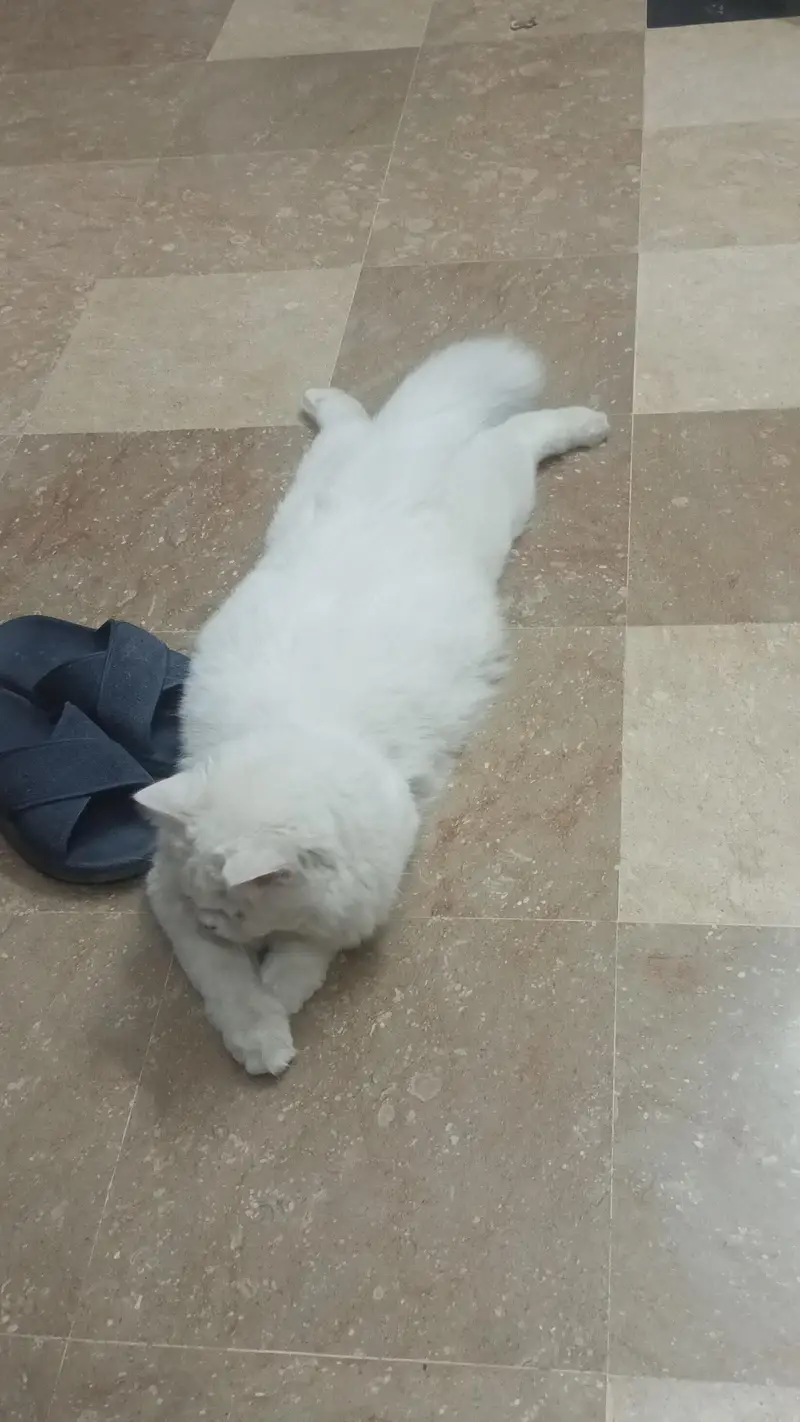 Milo (tutu) — photo 4