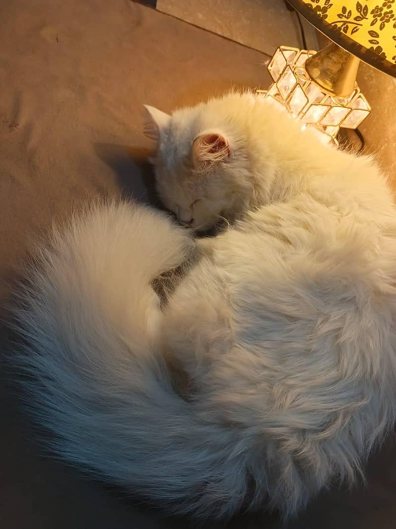 Milo (tutu) 5