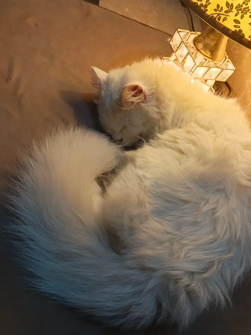 Milo (tutu) — photo 6