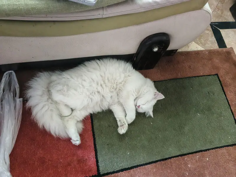 Milo (tutu) — photo 7