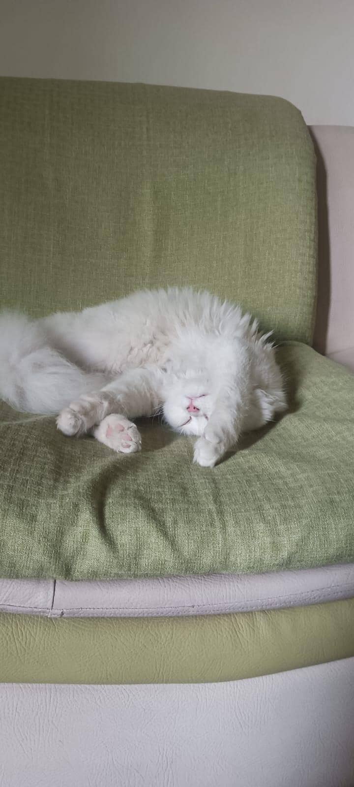 Milo (tutu) 7