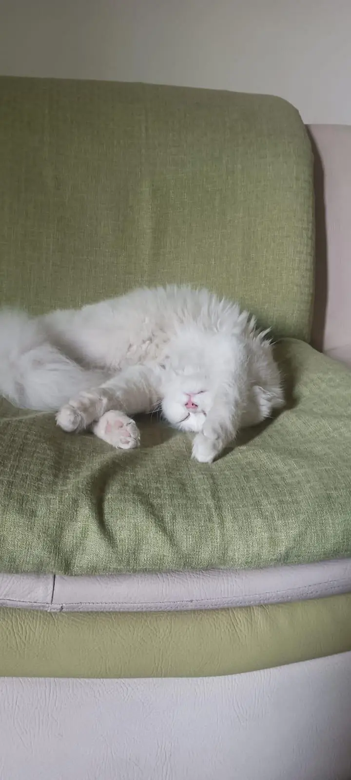 Milo (tutu) — photo 8