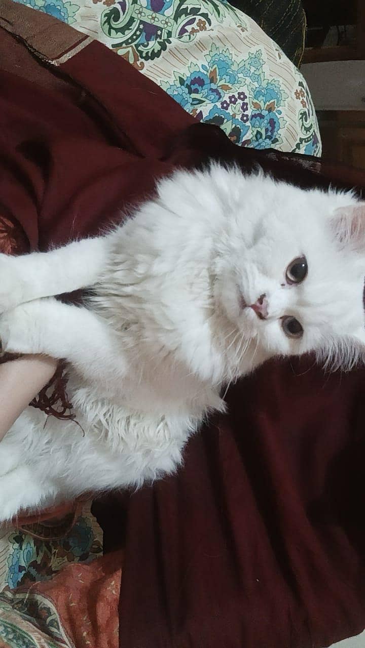 Milo (tutu) 8