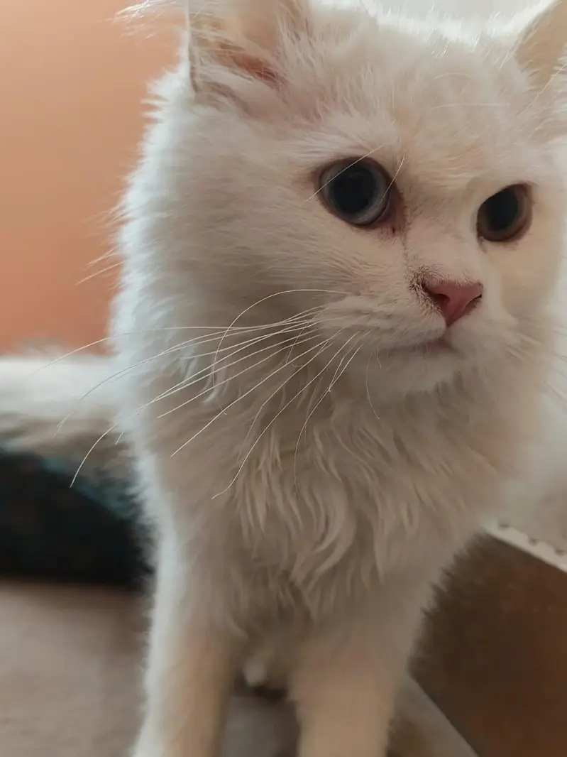 Milo (tutu) — photo 10