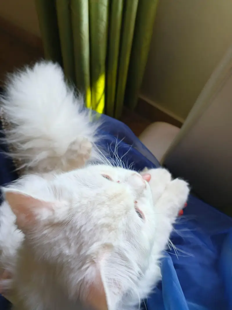 Milo (tutu) — photo 11