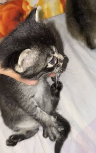 Baby cat