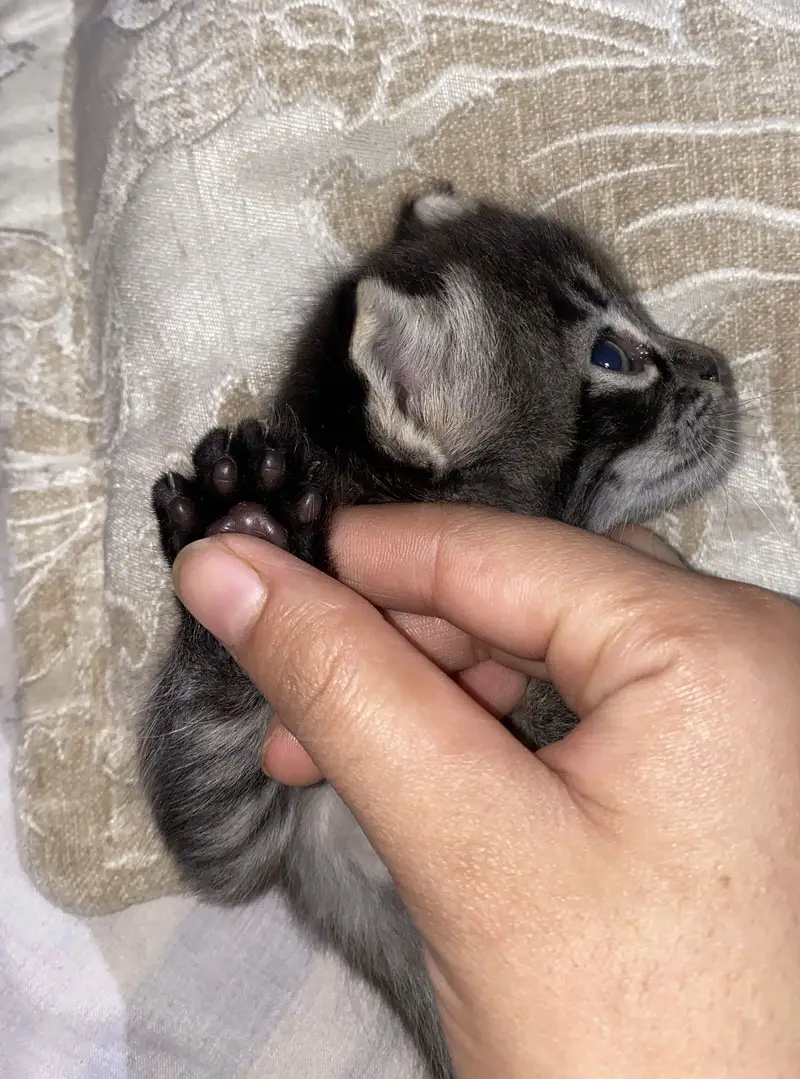 Baby cat — photo 2