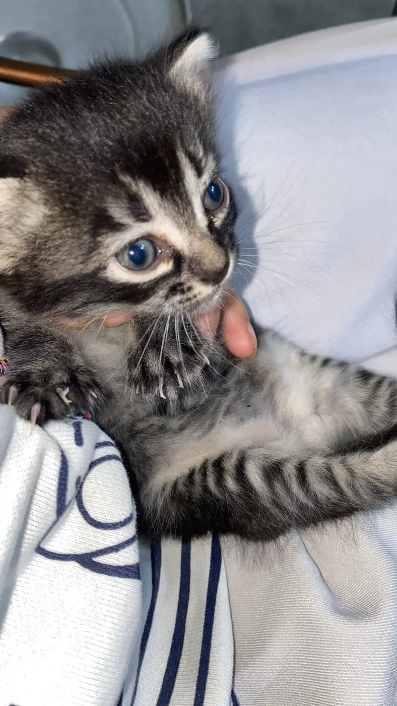 Baby cat — photo 3