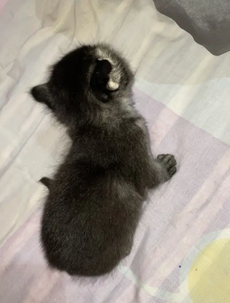 Baby cat — photo 4