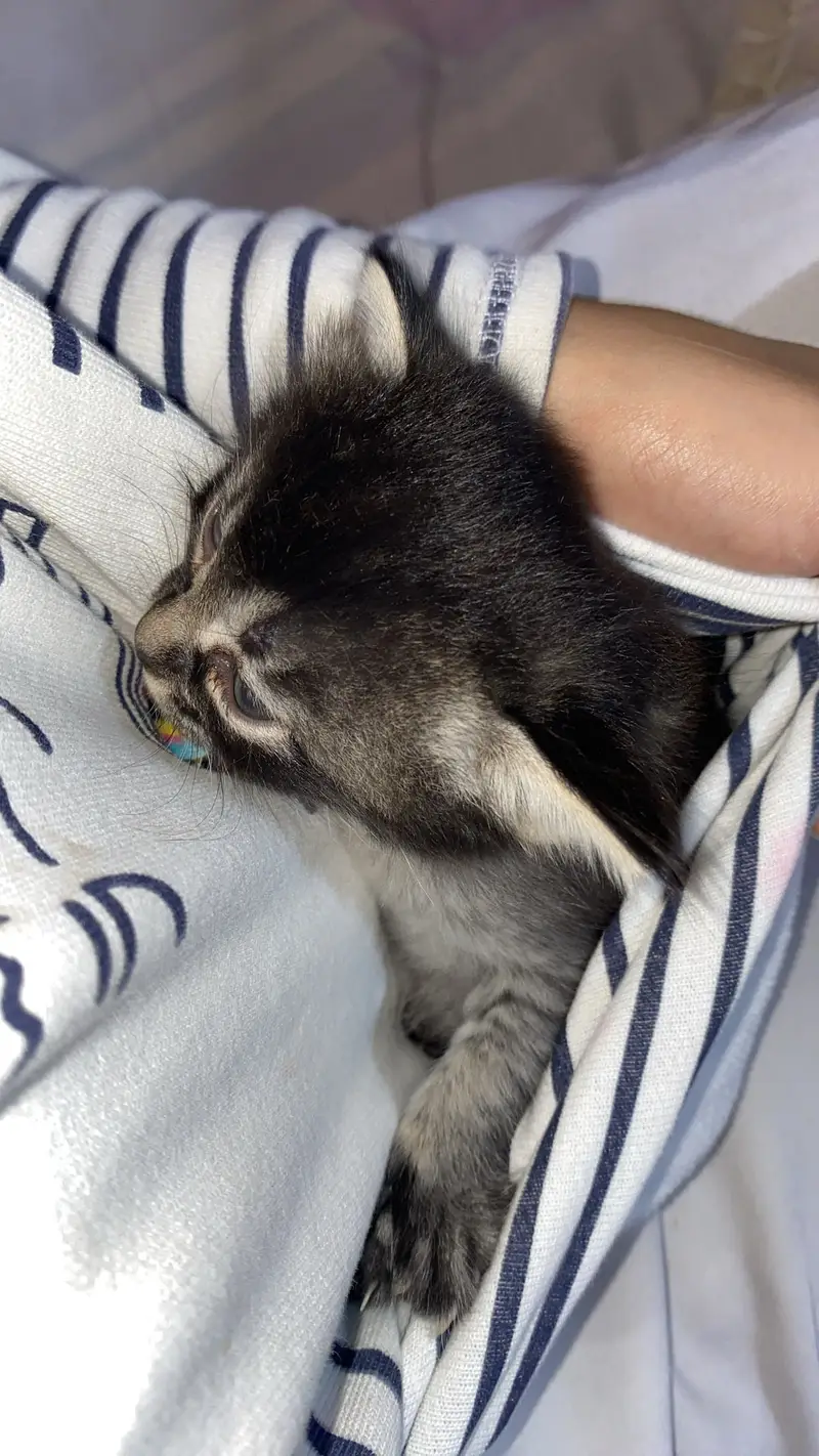 Baby cat — photo 5