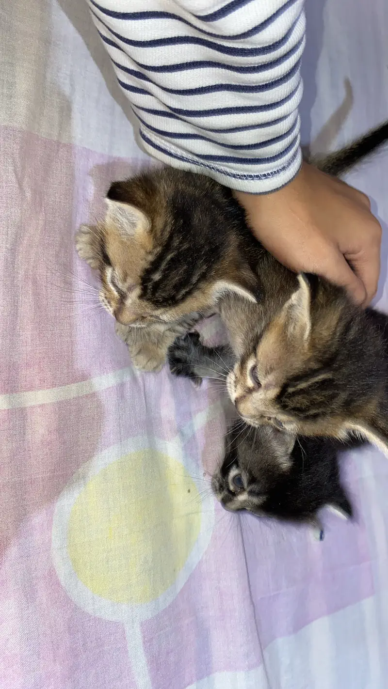 Baby cat — photo 6