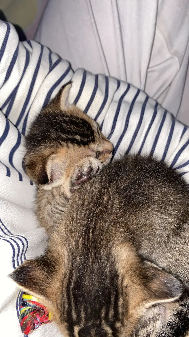 Baby cat — photo 7