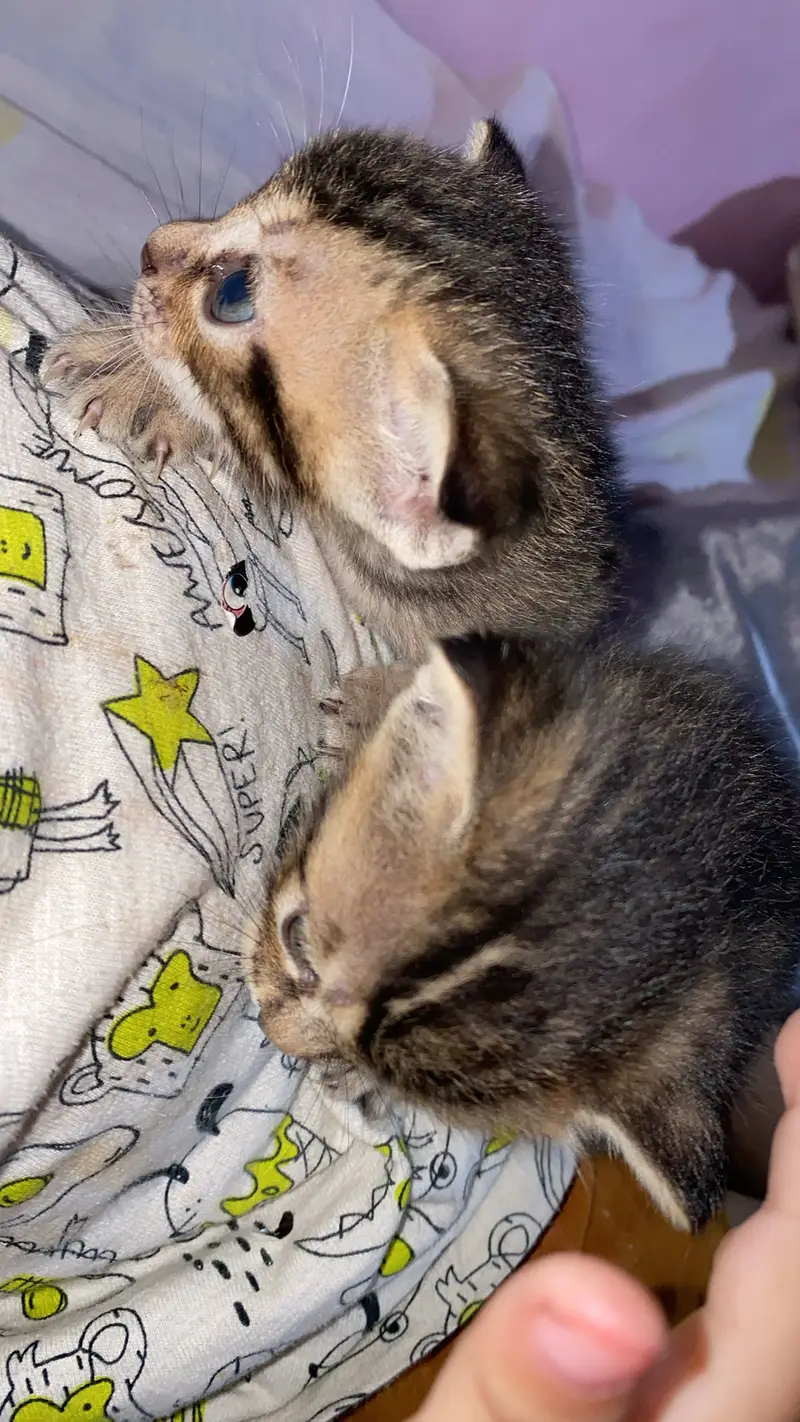 Baby cat — photo 8