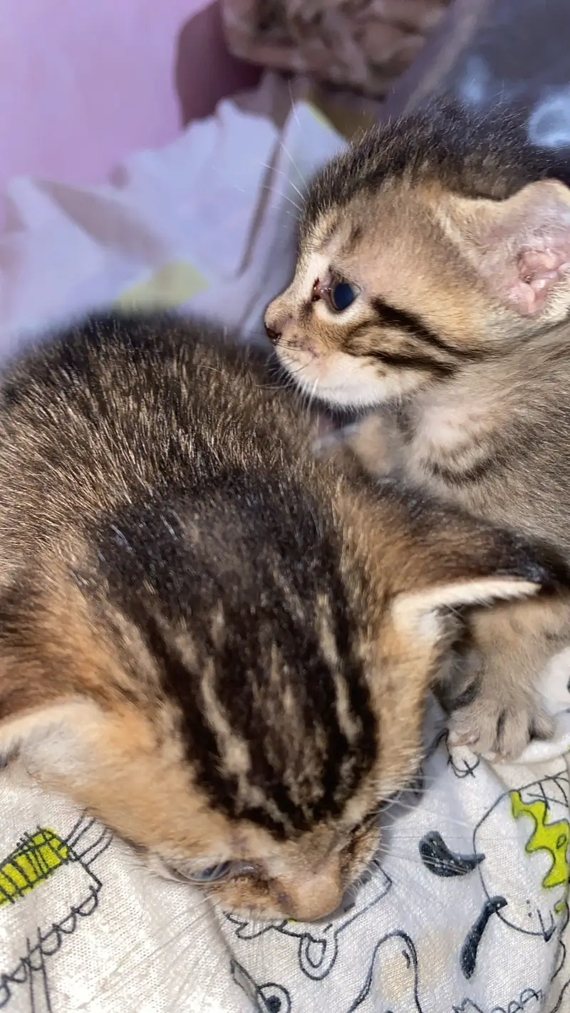 Baby cat — photo 9