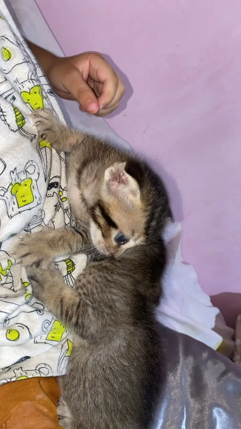 Baby cat — photo 10