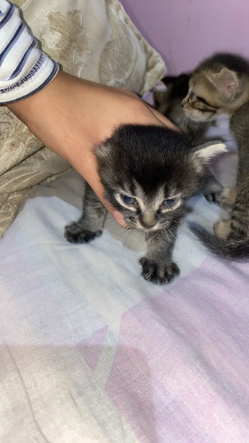 Baby cat — photo 11