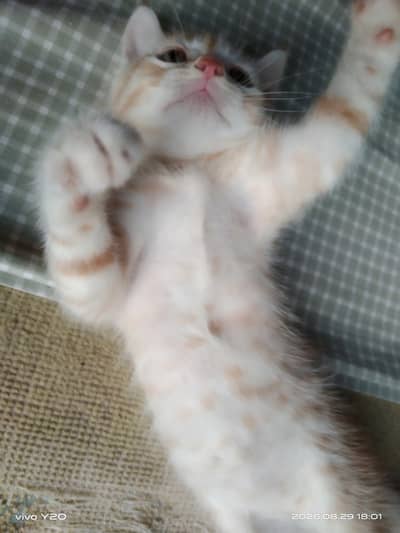 Persian Female Cat kitten male