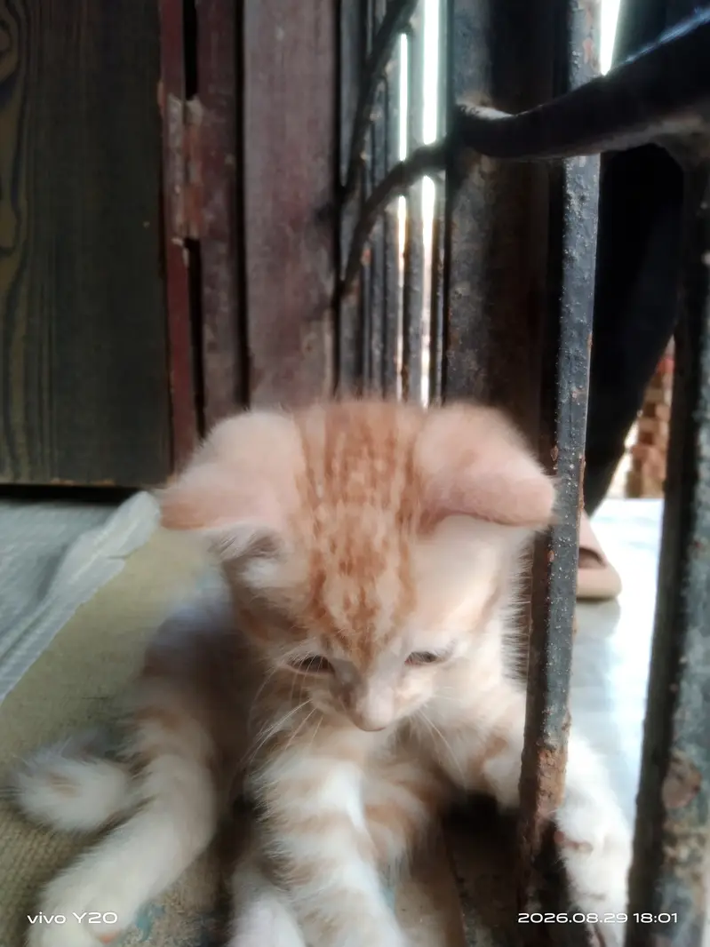 Persian Female Cat kitten male — photo 2