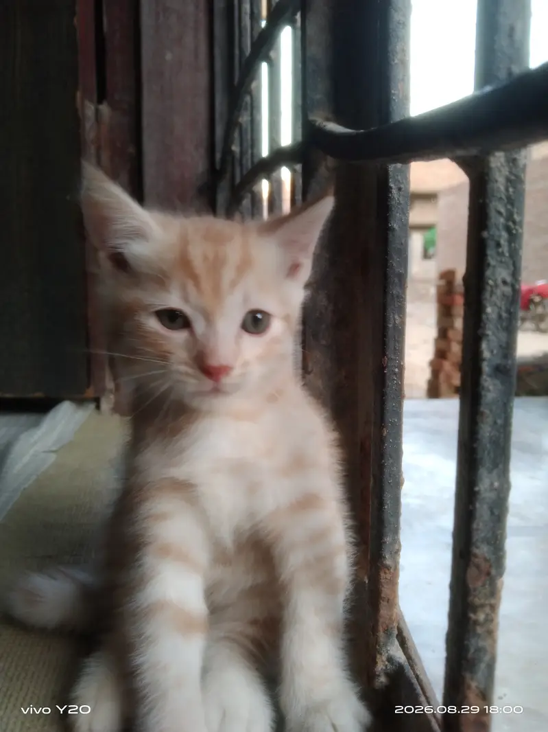 Persian Female Cat kitten male — photo 3