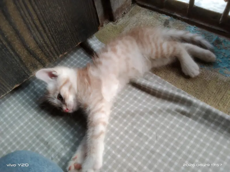 Persian Female Cat kitten male — photo 4
