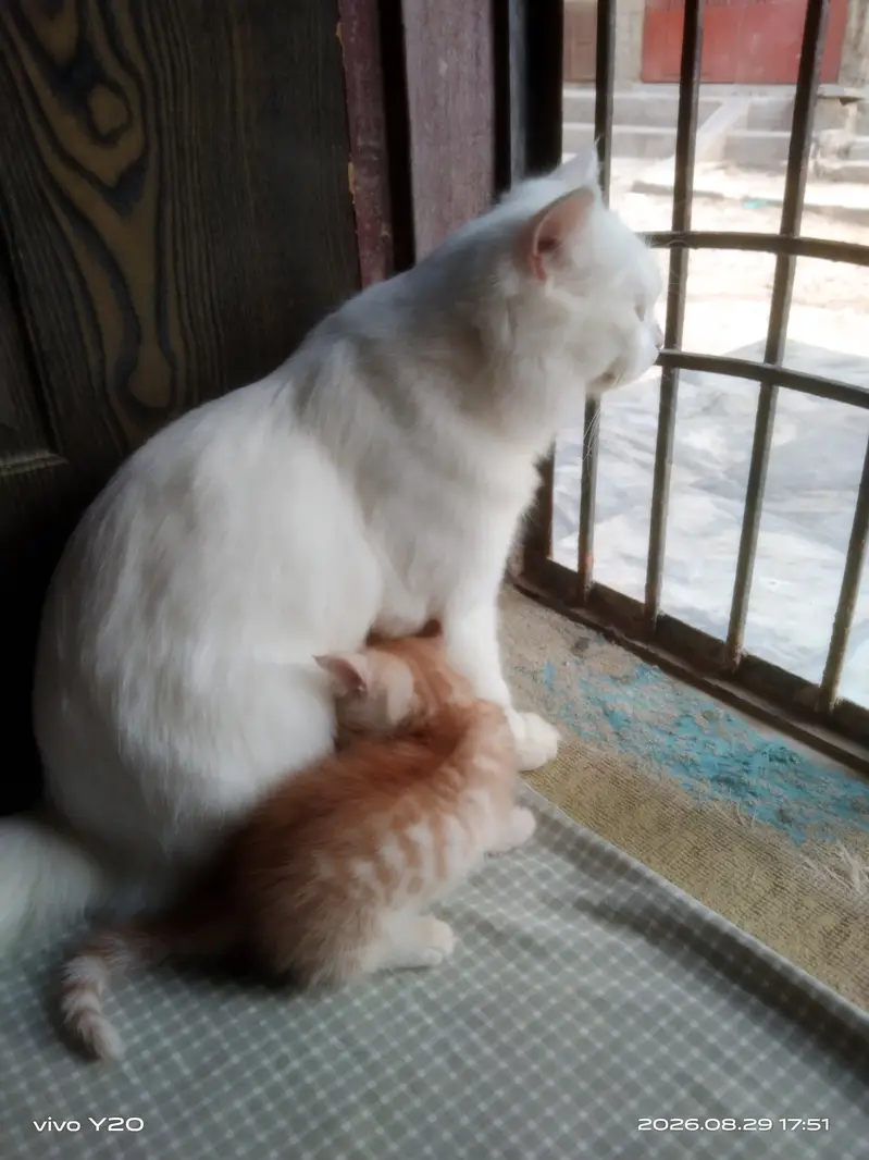 Persian Female Cat kitten male — photo 5