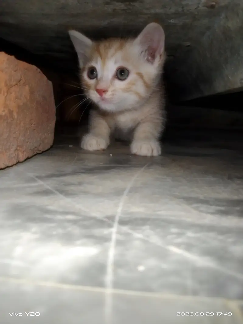 Persian Female Cat kitten male — photo 7