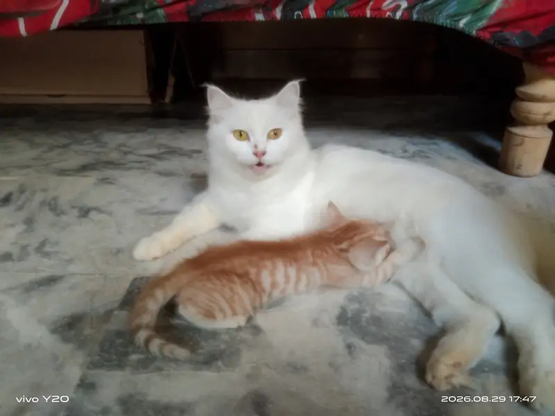Persian Female Cat kitten male — photo 8
