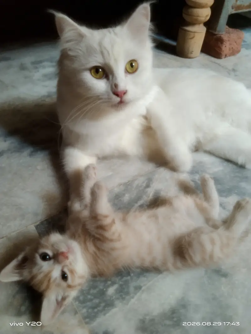 Persian Female Cat kitten male — photo 9