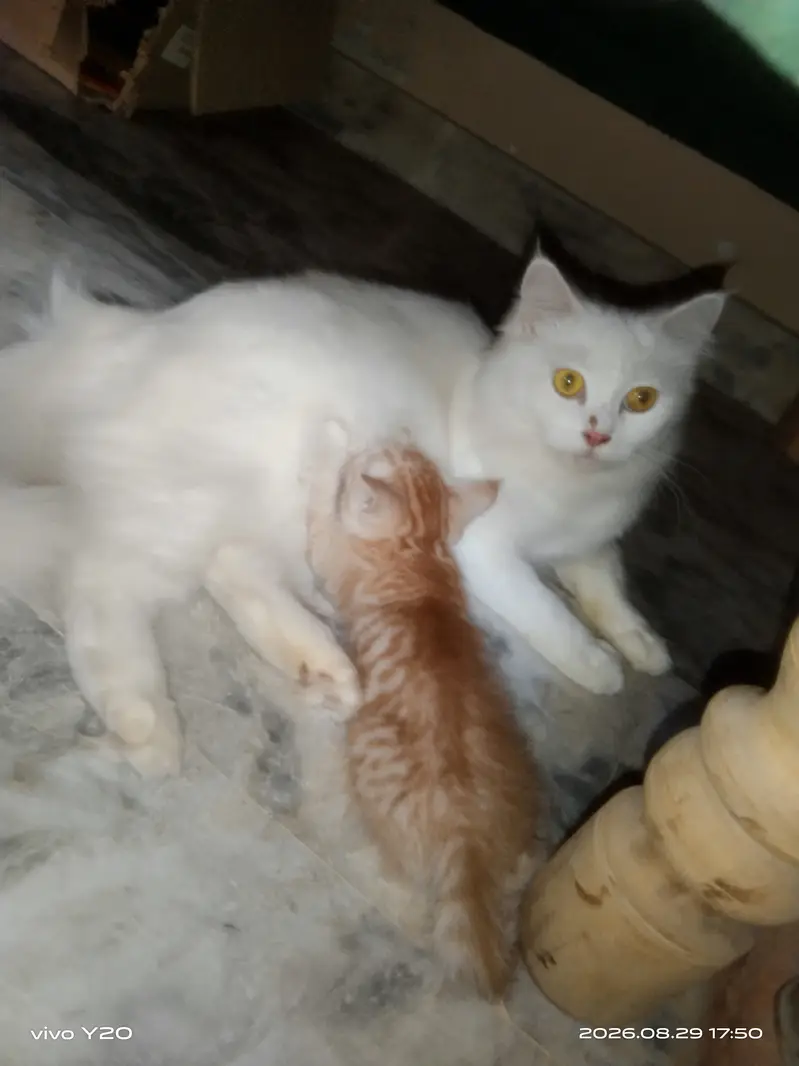 Persian Female Cat kitten male — photo 10