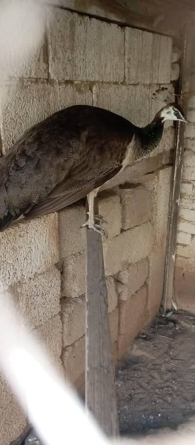 breder female for sale. .