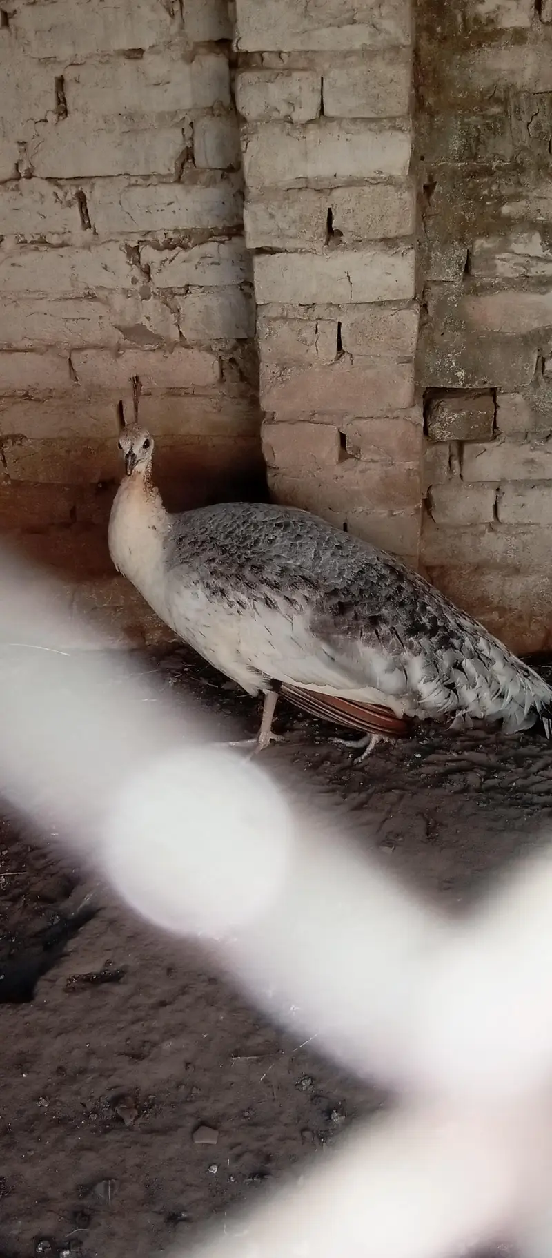 breder female for sale. . — photo 2