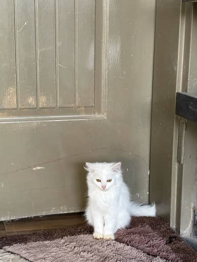 Persian 4 months cat