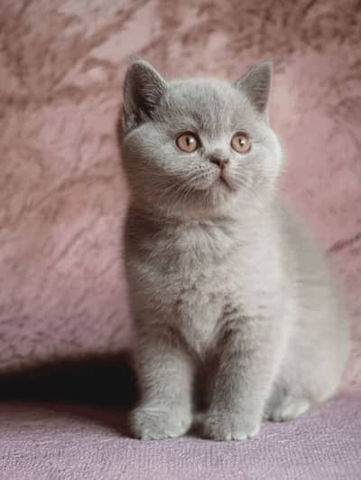 BRITIHS SHORT HAIR LILAIC KITTENS