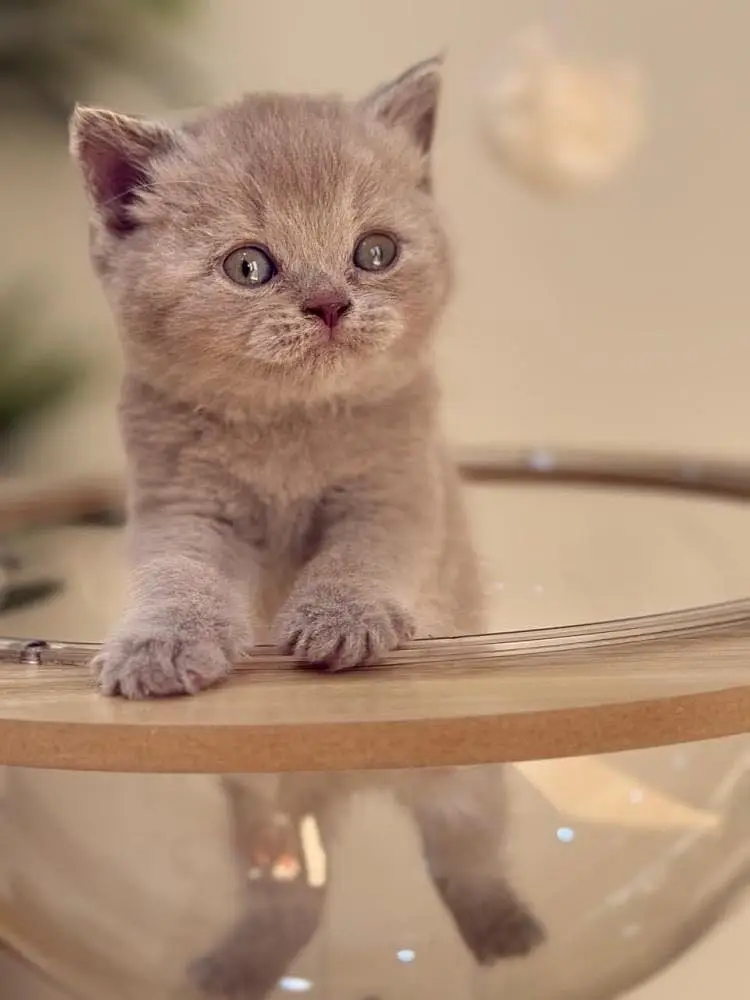 BRITIHS SHORT HAIR LILAIC KITTENS — photo 2